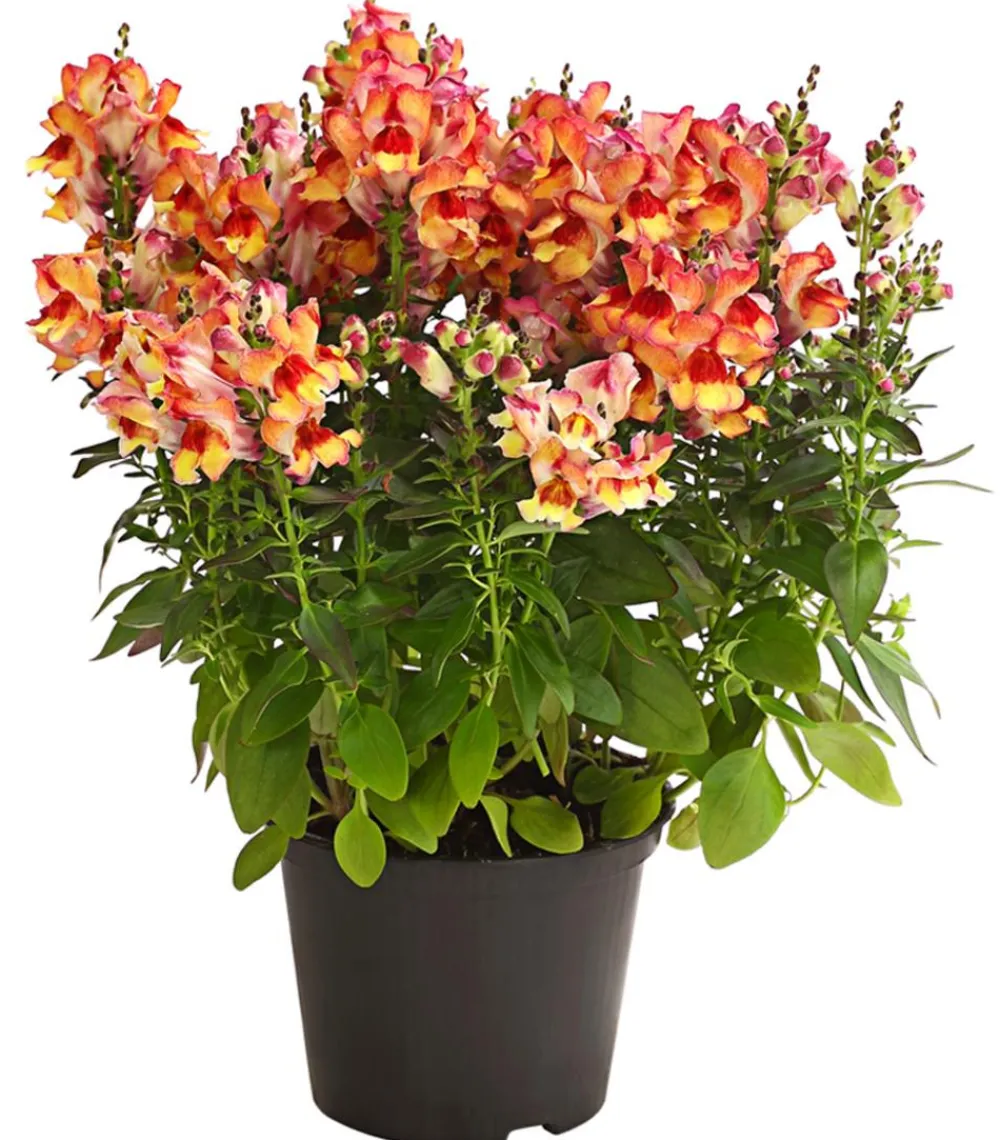 Dehner Löwenmäulchen Apricot