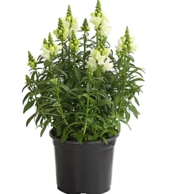 Dehner Terrassenpflanzen|Sommerblumen > Löwenmäulchen