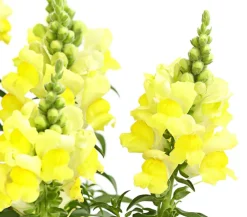 Dehner Terrassenpflanzen|Sommerblumen > Löwenmäulchen