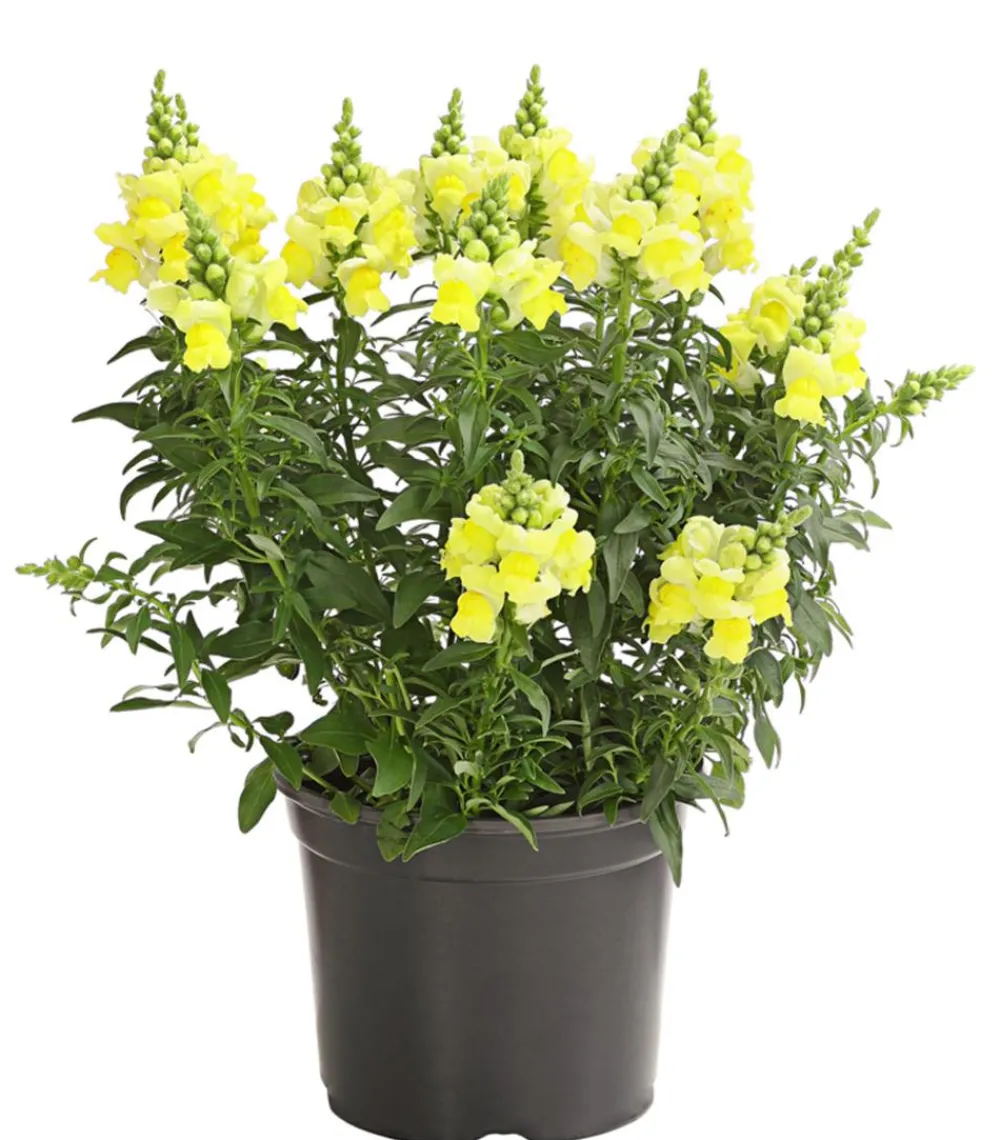Dehner Terrassenpflanzen|Sommerblumen > Löwenmäulchen