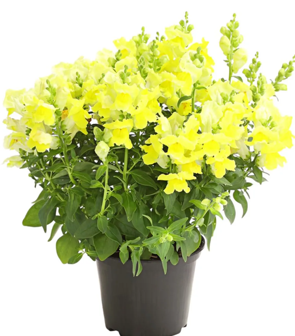 Dehner Terrassenpflanzen|Sommerblumen > Löwenmäulchen