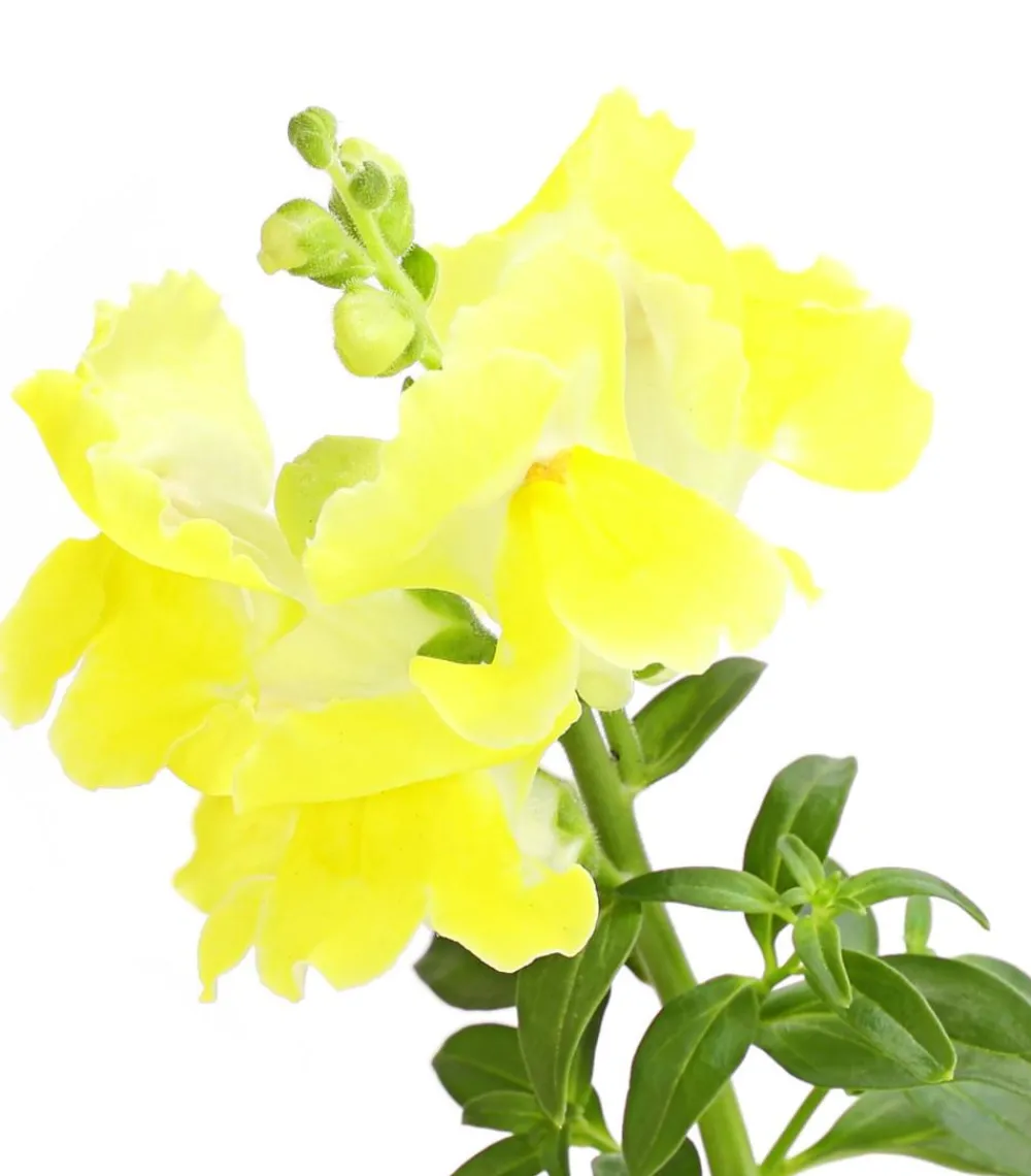 Dehner Terrassenpflanzen|Sommerblumen > Löwenmäulchen