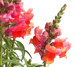 Dehner Terrassenpflanzen|Sommerblumen - Löwenmäulchen Orange