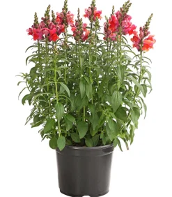 Dehner Terrassenpflanzen|Sommerblumen - Löwenmäulchen Orange
