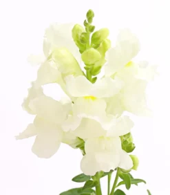 Dehner Terrassenpflanzen|Sommerblumen - Löwenmäulchen Weiß
