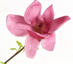 Dehner Magnolie 'Genie' Rosa Best