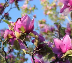 Dehner Magnolie 'Genie' Rosa Best