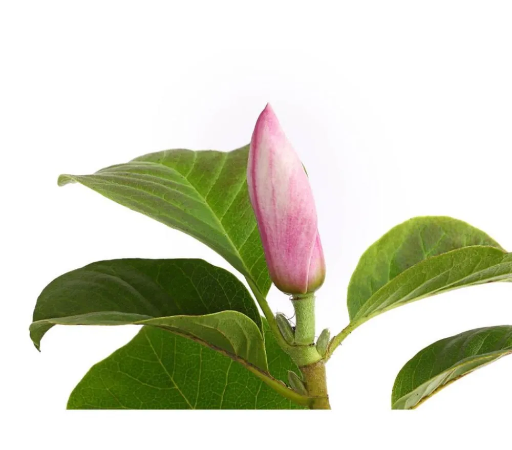 Dehner Laubgehölze|Magnolien > Magnolie 'Satisfaction'