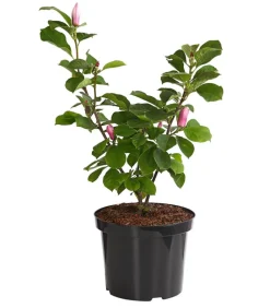 Dehner Laubgehölze|Magnolien - Magnolie 'Satisfaction' Zartrosa