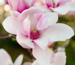 Dehner Laubgehölze|Magnolien - Magnolie 'Satisfaction' Zartrosa