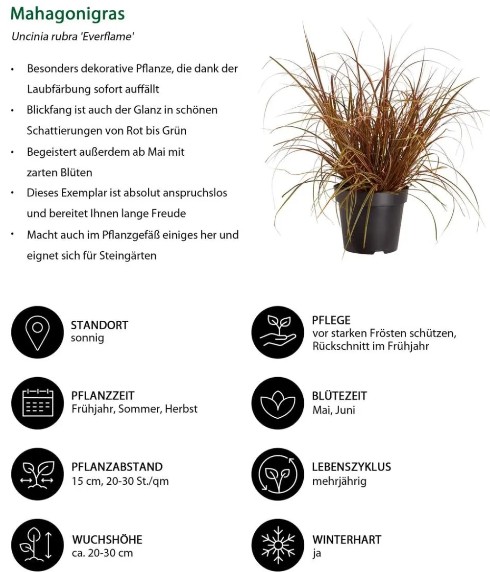 Gräser > Mahagonigras 'Everflame'