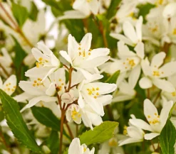 Dehner Blühende Sträucher > Maiblumenstrauch 'Yuki Snowflake®'