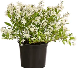 Dehner Blühende Sträucher > Maiblumenstrauch 'Yuki Snowflake®'