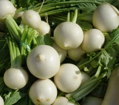 Dehner Gartengemüse|Kohl- & Salatpflanzen - Mairübe, 12er Schale Creme