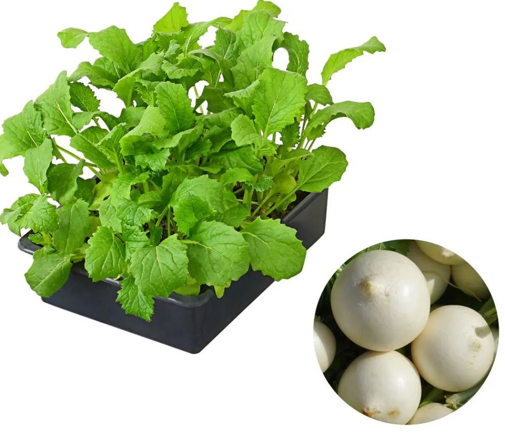 Dehner Gartengemüse|Kohl- & Salatpflanzen - Mairübe, 12er Schale Creme
