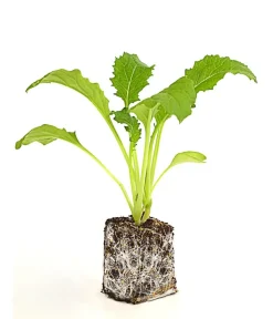 Dehner Gartengemüse|Kohl- & Salatpflanzen - Mairübe, 12er Schale Creme