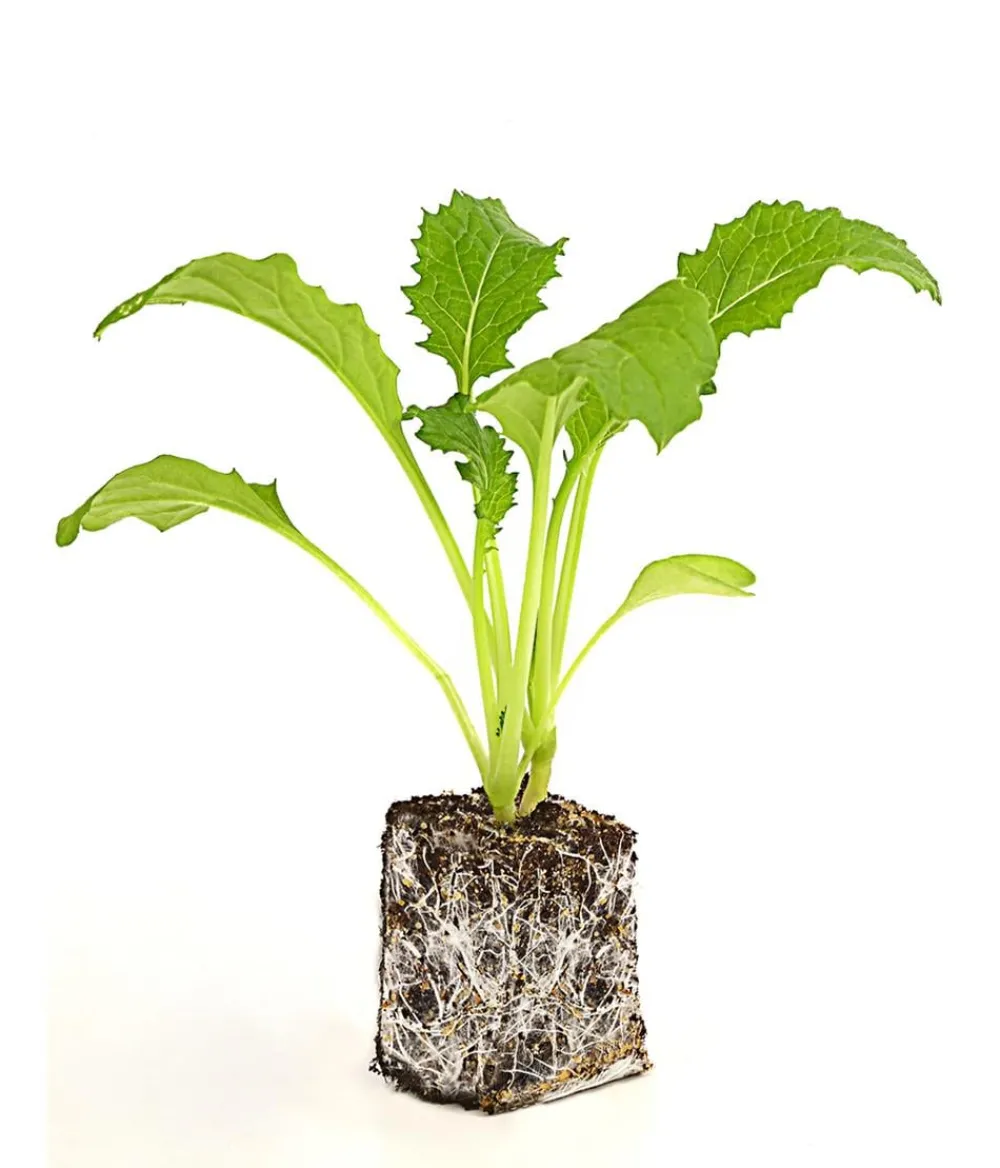 Dehner Gartengemüse|Kohl- & Salatpflanzen - Mairübe, 12er Schale Creme