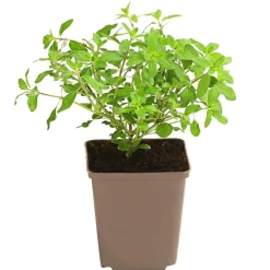 Dehner Garten- & Heilkräuter|Küchenkräuter > Majoran, einjährig