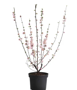 Dehner Mandelbäumchen Rosa Discount