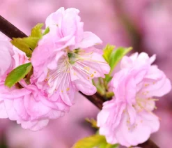 Dehner Mandelbäumchen Rosa Discount