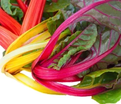 Dehner Gartengemüse - Mangold, Bunt
