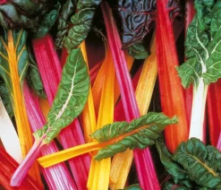 Dehner Gartengemüse - Mangold, Bunt