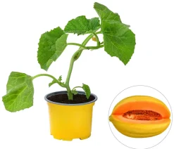 Dehner Gartengemüse|Melonen- & Kürbispflanzen - Mangomelone Gelb