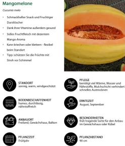 Dehner Gartengemüse|Melonen- & Kürbispflanzen - Mangomelone Gelb