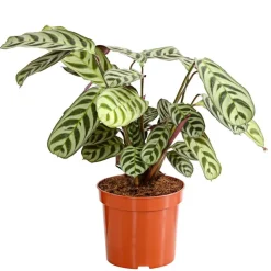 Dehner Calathea & Alocasia|Grünpflanzen > Marante - Ctenanthe burle-marxii