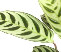 Dehner Calathea & Alocasia|Grünpflanzen > Marante - Ctenanthe burle-marxii