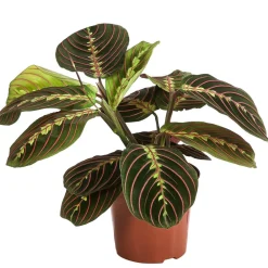 Dehner Calathea & Alocasia|Grünpflanzen - Marante - Maranta leuconeura 'Fascinator'