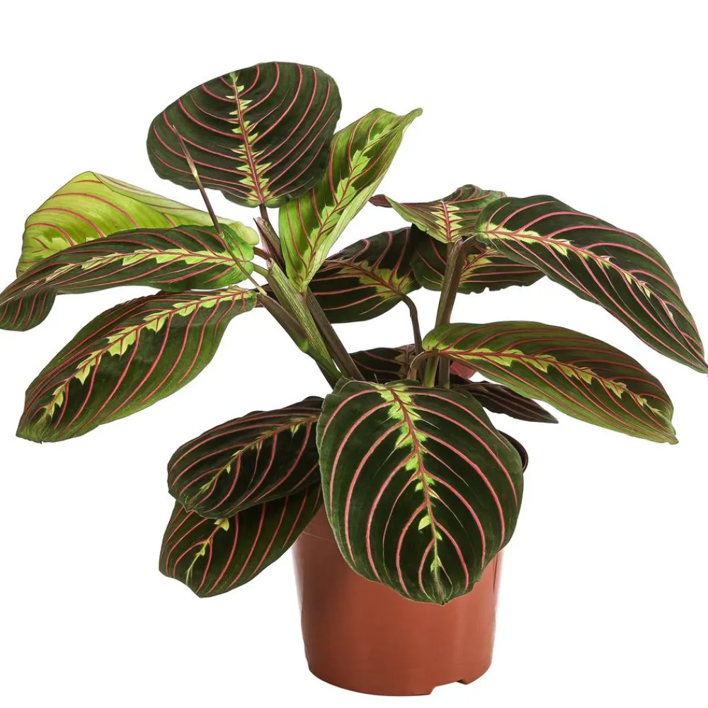 Dehner Calathea & Alocasia|Grünpflanzen - Marante - Maranta leuconeura 'Fascinator'
