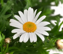 Dehner Margerite 'Bofinger', Stämmchen Weiß Sale