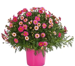 Dehner Terrassenpflanzen|Margeriten > Margerite, Busch