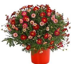 Dehner Terrassenpflanzen|Margeriten - Margerite, Busch Hellrot