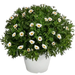 Dehner Terrassenpflanzen|Margeriten > Margerite, Busch,