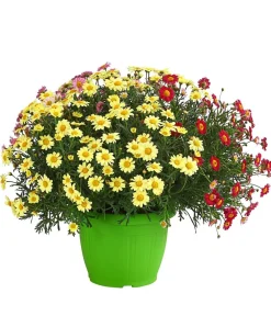 Dehner Terrassenpflanzen|Margeriten > Margeriten-Trio