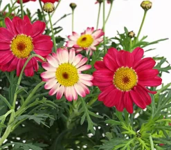 Dehner Terrassenpflanzen|Margeriten - Margerite, Stämmchen, verschiedene Farben