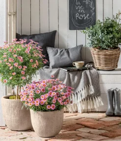 Dehner Terrassenpflanzen|Margeriten - Margerite, Stämmchen, verschiedene Farben