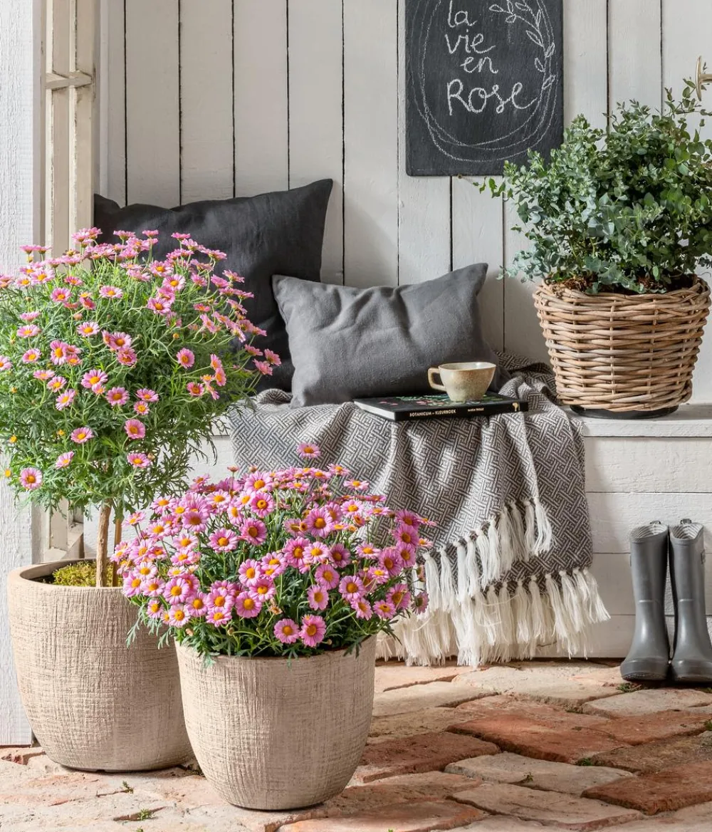 Dehner Terrassenpflanzen|Margeriten - Margerite, Stämmchen, verschiedene Farben