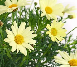 Dehner Terrassenpflanzen|Margeriten - Margerite, Stämmchen, verschiedene Farben