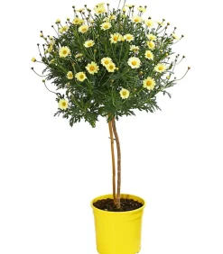 Dehner Terrassenpflanzen|Margeriten - Margerite, Stämmchen, verschiedene Farben