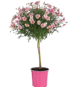 Dehner Terrassenpflanzen|Margeriten - Margerite, Stämmchen, verschiedene Farben