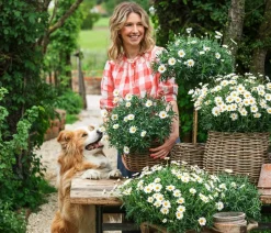 Dehner Terrassenpflanzen|Margeriten > Margerite, Stämmchen,