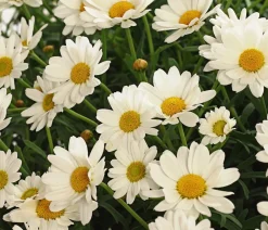 Dehner Terrassenpflanzen|Margeriten > Margerite, Stämmchen,