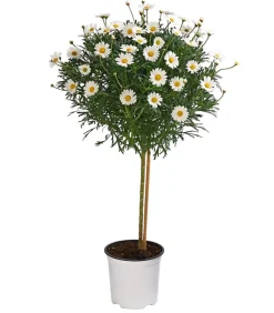 Dehner Margerite, Stämmchen, Weiß New