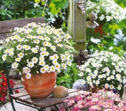 Dehner Terrassenpflanzen|Margeriten > Margerite,