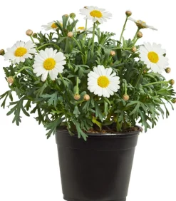 Dehner Terrassenpflanzen|Margeriten > Margerite,
