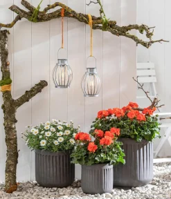 Dehner Terrassenpflanzen|Margeriten - Margerite, Weiß