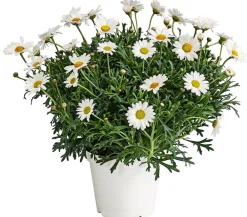 Dehner Terrassenpflanzen|Margeriten - Margerite, Weiß
